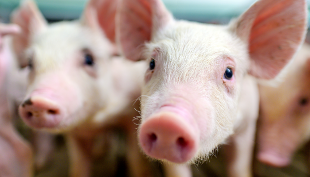 0325-015-AI-news-In-a-Pig-Eye-InArticle.png
