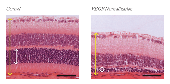 0114-301-fig2