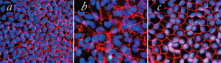 0714-202-fig.1