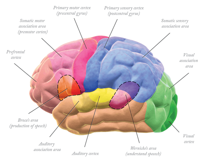 0614-201-brain