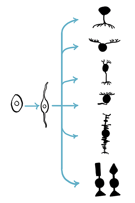 0215-602-fig1-450